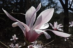Description de l'image Magnolia amoena flower2.jpg.