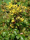 Mahonia pinnata 2.jpg