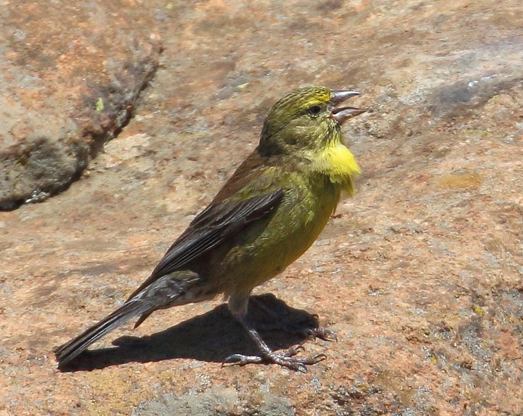 File:Male Drakensberg Siskin 2019 01 27 10 25 20 1129cr.jpg