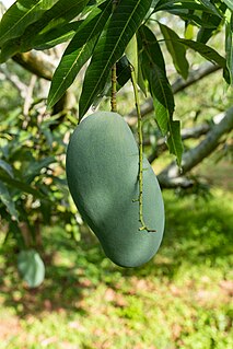 Mallika (mango) Hybrid Species of fruit and plant