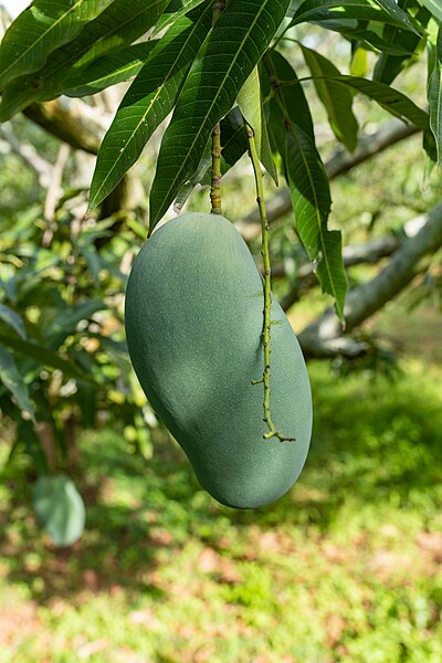 File:Mallika (mango).jpg