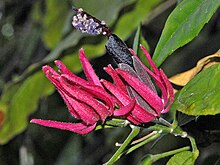 Мальвея - Pavonia × gledhillii-001.jpg