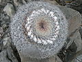 Mammillaria formosa subsp. chionocephala