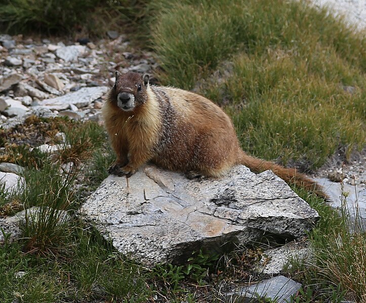File:Marmota flaviventris Yellowbellied marmot 20LakesBasin.jpg