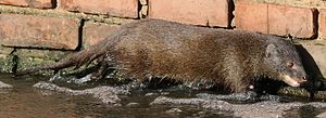 Marsh mongoose or water mongoose, Atilax paludinosus, at Rietvlei Nature Reserve, Gauteng, South Africa (22778470000) .jpg