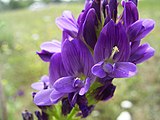 Medicago sativa flower close up