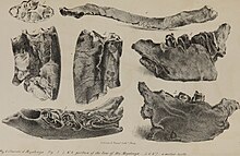 Bones of Paramylodon collected from Big Bone Lick and identified as Megalonyx laqueatus in 1831 by Richard Harlan. Medical and physical researches, or, Original memoirs in medicine, surgery, physiology, geology, zoology, and comparative anatomy (1835) (14776367822).jpg