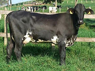 <span class="mw-page-title-main">Girolando</span> Breed of cattle