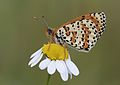 * Nomination Wing underside view of a Spotted fritillary (Melitaea didyma). Adana, Turkey. --Zcebeci 19:14, 21 June 2016 (UTC) * Promotion Good quality. --Peulle 23:58, 21 June 2016 (UTC)