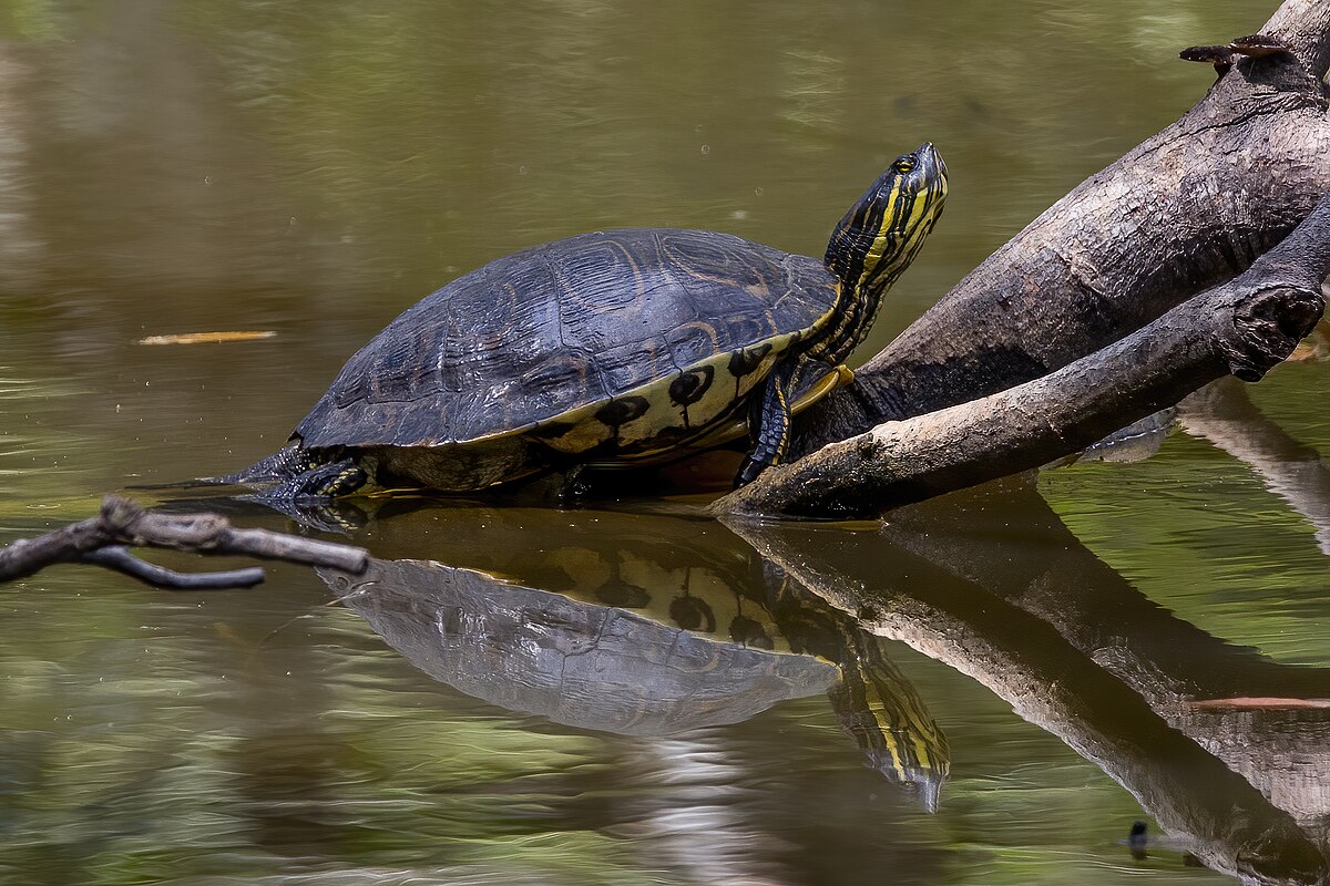 Pond slider - Wikipedia