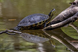 <span class="mw-page-title-main">Meso-American slider</span> Species of turtle