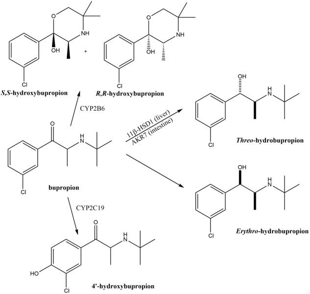 File:Metabolism of bupropion.png