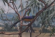 Golden-breasted starling