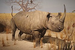 Milwaukee Public Museum February 2023 29 (Africa--Eastern Africa--Savanna Bush, black rhinoceros).jpg
