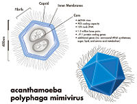 Mimivirus.jpg