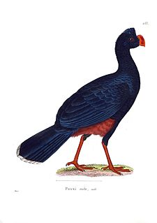 Alagoas curassow Species of bird