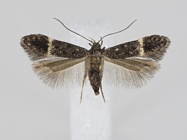 Monochroa sepicolella