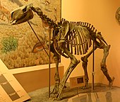 Mounted fossilized skeleton of the Miocene chalicothere mammal Moropus Moropus elatus.jpg