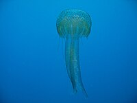 46: Meduza, beskralješnjak iz koljena žarnjaka