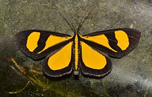 Бабочки Коста-Рики (Smicropus laeta) .jpg