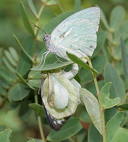 Mating in pierid Catopsilia pyranthe of male with newly emerged female.
