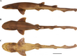 Gunung Guyot catshark.png