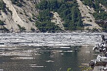 Auch im August 2017 schwimmen noch zehntausende Stämme auf dem See