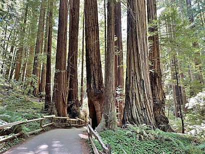 How to get to Muir Woods National Monument with public transit - About the place