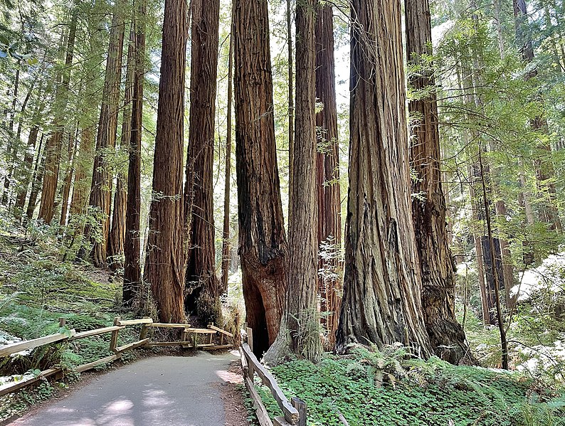 File:Muir Woods Path Through Trees June 2022.jpg