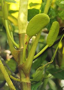 Female flower