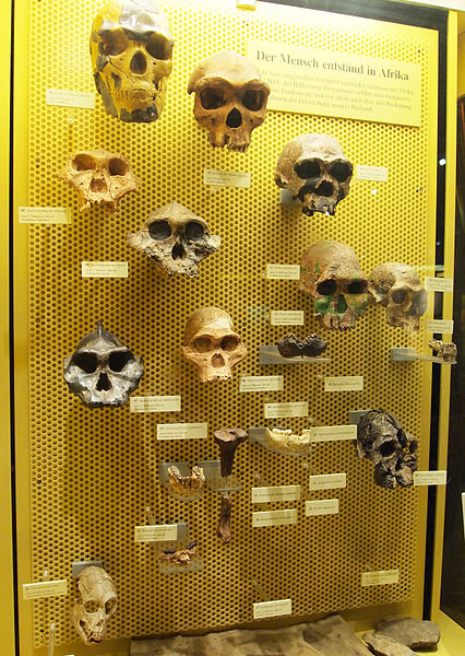File:Museum Mensch und Natur - skulls.jpg