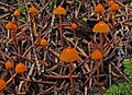 Mycena strobilinoidea