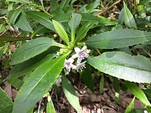 Myoporum tetrandrum Porongurup2.jpg