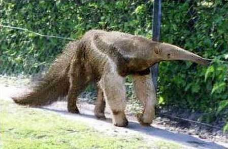 Xenarthra