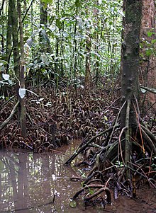 Myristica swamp with stilt roots and knee roots Myristica TR.jpg