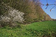 Naturschutzgebiet Breiter Berg bei Haselstein; Buschzone am Rand