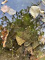 Wasserhahnenfuß im seichten Uferwasser