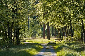 Deutsch: Waldweg, Naturschutzgebiet Rotwildpark, Stuttgart. English: Forest track in the natural reserve "Rotwildpark", Stuttgart, Germany.