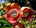 Naglingam (Couroupita guianensis) flower in Hyderabad, AP W IMG 6609.jpg