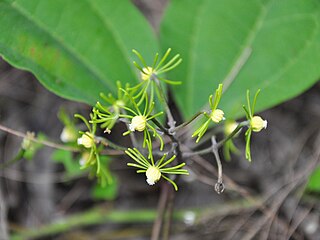 <i>Clematis horripilata</i> Species of flowering plant in the buttercup family Ranunculaceae