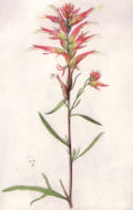 Narrow-leaved Indian Paintbrush (NGM XXXI p515).jpg