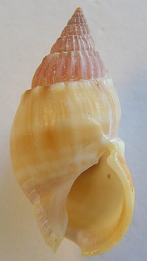 Nassarius hirtus 002.jpg