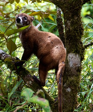 Природный и животный мир южной америки. Коста Рика коати. Носуха коати. Носухи Коста Рика. Южноамериканская носуха.