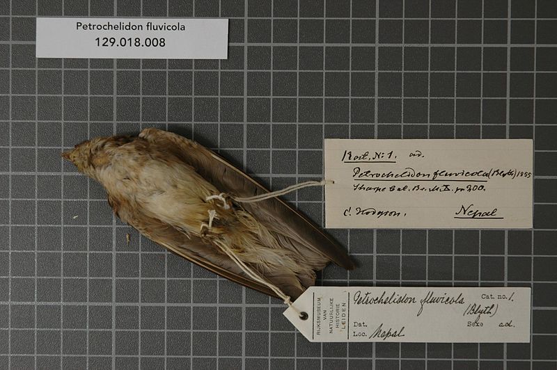 File:Naturalis Biodiversity Center - RMNH.AVES.125196 1 - Petrochelidon fluvicola (Blyth, 1855) - Hirundinidae - bird skin specimen.jpeg