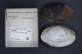 <i>Diplodon expansus</i> Species of bivalve