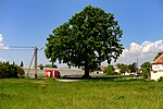 English oak (Quercus robur)