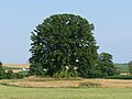 Deutsch: Naturdenkmal 134 „Mayr-Eiche bei Mittermühle“, Emmering-Schalldorf, Landkreis Ebersberg, Bayern