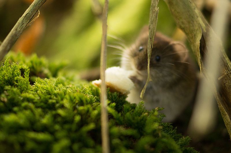 File:Nature-animal-mouse-beautiful (24030698130).jpg