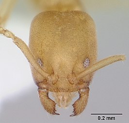 Nebothriomyrmex majeri