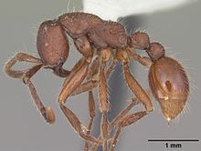 مشخصات Neivamyrmex texanus casent0104150 1.jpg